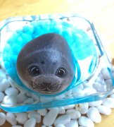 環(huán)氧樹脂AB膠耐高溫嗎？